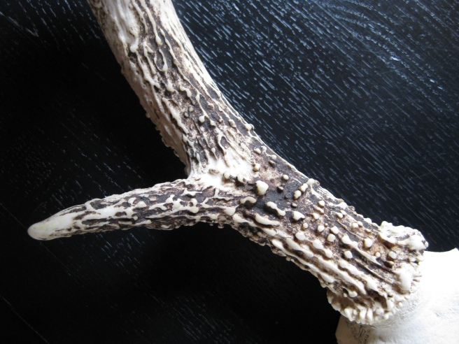 Close-up of a real antler, for reference