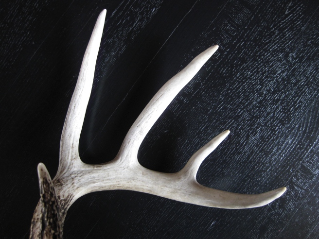 A real deer antler, for reference